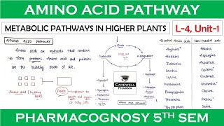 Amino acid pathway  L4 Unit1  Metabolic Pathways  pharmacognosy 5th sem [upl. by Lowry801]