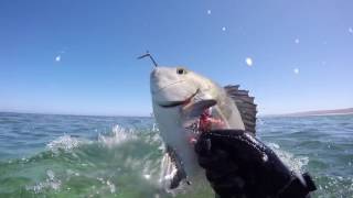 Spearfishing Ningaloo stationReef Hunting [upl. by Adlar200]