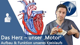 Unser Herz amp Blutkreislauf einfach erklärt Anatomie Funktion und Physiologie vom Lebensmotor [upl. by Ambros246]