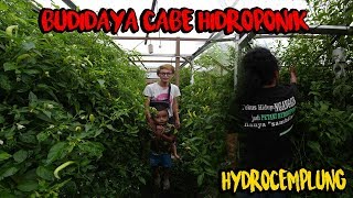 Budidaya Cabe Hidroponik  Hydrocemplung [upl. by Perron210]