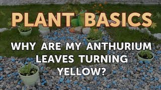 Why Are My Anthurium Leaves Turning Yellow [upl. by Winona]