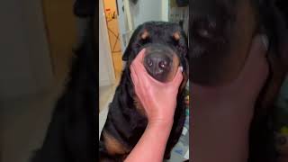 So Cute Rottie pets puppy reels fypシ゚ reelsvideo viralshorts viralshort reelsvideo [upl. by Tiebout]