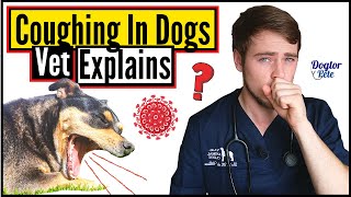 Top 8 MOST COMMON Causes Of COUGHING In Dogs  When To Worry About Your Dogs Cough  Vet Explains [upl. by Ylellan]