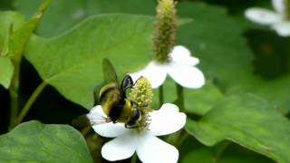 Bumblebeemimicking Flower Fly フタガタハラブトハナアブ♂＠ドクダミ訪花 [upl. by Aihseken]