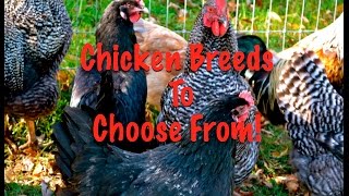 Chicken Breeds To Choose From [upl. by Cordi]