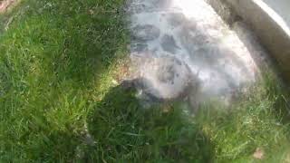 Paper wasp nest on shed killed with dawn dish soap and water No bee suit and no pesticides [upl. by Meece947]