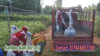 250 Bambusa tulda plant packing in plastic bag for send to Andhra Pradesh by train [upl. by Ynnij758]