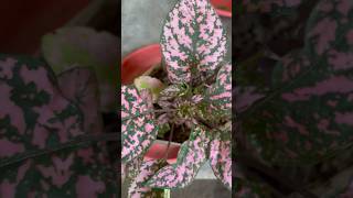 Polka dot plant with green and pink colour gardenplants nature polkadot green pink plants [upl. by Niall849]