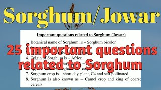 SorghumJowar crop  25 important questions about SorghumJowar crop  Online agronomy classes [upl. by Yseult]