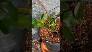 2 Reasons Mandevilla Dipladenia Get Yellow Leaves [upl. by Lebatsirc]