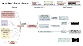 Anemia of chronic disease mechanism of disease [upl. by Rieger]