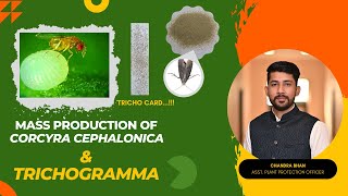 Mass Production of Corcyra cephalonica  Trichogramma  Tricho card [upl. by Pillow]