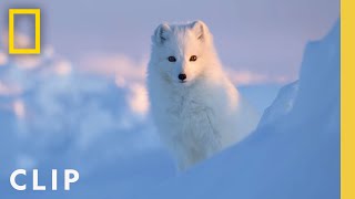 Arctic Fox Love Story  Incredible Animal Journeys  National Geographic [upl. by Hertzfeld84]