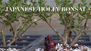 Japanese Holly Bonsai  Shrub to Specimen [upl. by Ahrens]