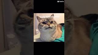 BETHANY I MADE BISCUITS  meme cat [upl. by Assed]