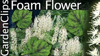 Foam Flower  Tiarella cordifolia  Grow Foam Flower [upl. by Dosh]