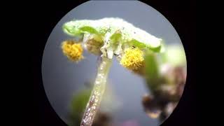 Marchantia polymorpha  spore dispersal [upl. by Jadda713]