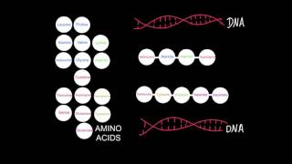 24 The sequence of amino acids in polypeptides [upl. by Annawoj974]