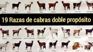 Las 19 mejores razas de cabras doble propósito Producen carne y leche [upl. by Eidnam484]