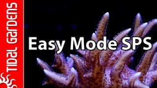 The quotEasy Modequot SPS Aquarium [upl. by Charles]