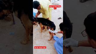 How To Inject Dogs 🐕 😱 drfaisallillavetpetstreetdog music songshortsshotsviralvideoanimals [upl. by Sioled230]