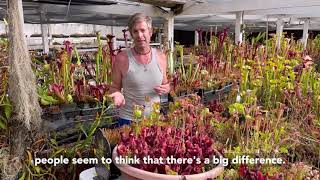 How to Grow Sarracenia purpurea [upl. by Hibbitts877]