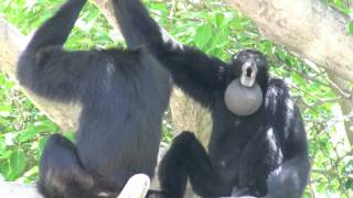 Siamang Gibbons howling at Miami Metrozoo [upl. by Okire797]