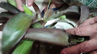 Dracaena plant care How to care and propagate Dracaena plant । [upl. by Ear51]