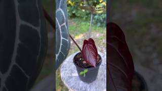 Anthurium Crystallinum amp Its Care in Autumn anthurium anthuriumcrystallinum anthuriumcare [upl. by Atinod]