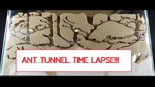 Ant Colony Tunnel Timelapse [upl. by Violante]