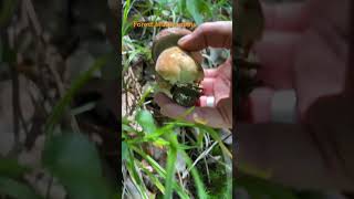 Boletus ReticulatusJuly 2024 asmr asmrmushrooms fungi boletus porchini mushroomhunting [upl. by Juxon]