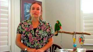 Bird Care  Can Parrots amp Parakeets Live Together [upl. by Mandell]