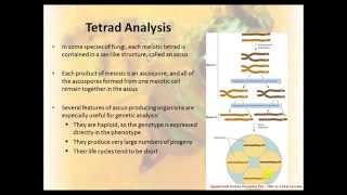 Tetrad Analysis 17 [upl. by Nahem]