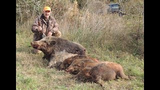 Caccia al cinghiale in Maremma HUNTING WILD BOAR IN ITALY [upl. by Skill]