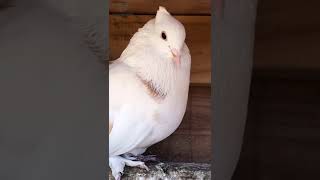 Fantail Pigeon Closeup [upl. by Akinohs]