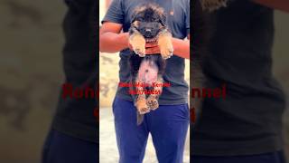 longcoatgermanshpherd import puppy bsza dog kci qualitygsd show delhi india upnoida pet [upl. by Caylor]