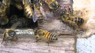 OPERÁRIA de Apis mellifera LIBERANDO FEROMÔNIO DE ATRAÇÃO [upl. by Amado]