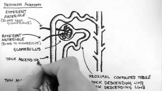 Renal Anatomy 2  Nephron [upl. by Kohcztiy]