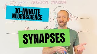 10Minute Neuroscience Synapses [upl. by Leno]