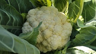 growing cauliflower step by step [upl. by Aceber]