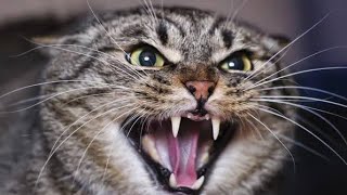 Angry Cat Sounds  Cat Meowing Angry  Crazy Cat Sound  Cat Videos Meowing [upl. by Nuahsyt]