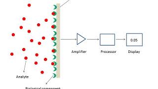 What are biosensors [upl. by Nolitta]