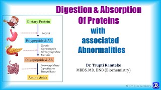 1 Digestion amp absorption of proteins  Amino Acid Metabolism  Biochemistry  NJOY Biochemistry [upl. by Podvin]