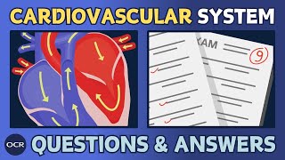 The cardiovascular system 14  OCR GCSE PE  Exam questions and model answers [upl. by Atilol284]