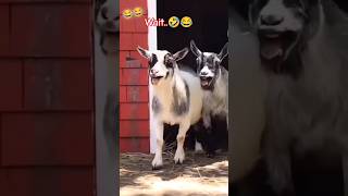 Ye bakari vi n had kr di hai 🤣😂🤣😂🤣comedyvideos funny trending funnyshorts [upl. by Kezer]