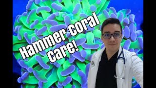 Hammer Coral Beginner Care Guide [upl. by Oirasec]