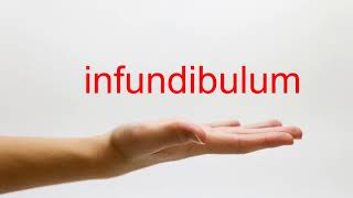 How to Pronounce infundibulum  American English [upl. by Rexford]