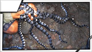 The most dangerous place in the world  Ilha da Queimada Grande Snake Island [upl. by Yracaz580]