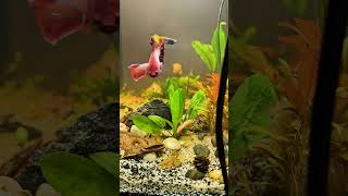 Betta Sorority The Ultimate Chill Vibe ASMR for Fish [upl. by Asselim601]