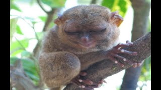 5 Facts about Tarsiers [upl. by Zug328]